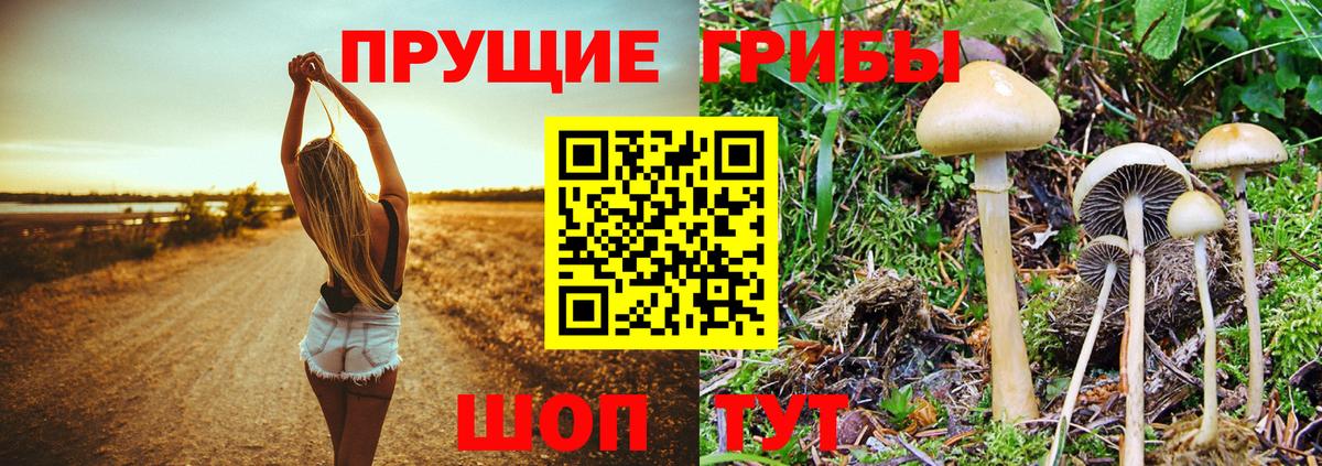 Псилоцибиновые грибы Psilocybine cubensis  Вход с VPN  Галлюциногенные грибы Psilocybine cubensis  Бирск 
